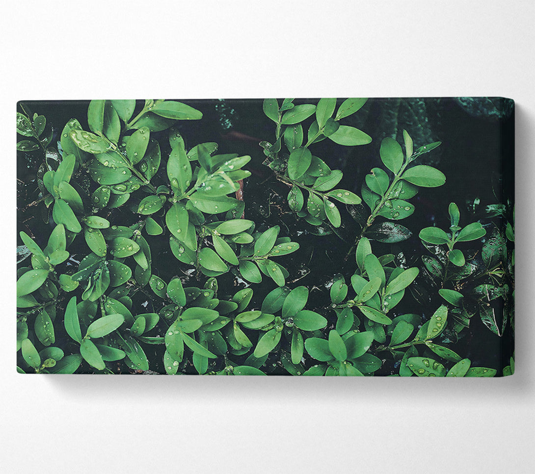  A Canvas Print of Emerald Dewdrops Canvas Print