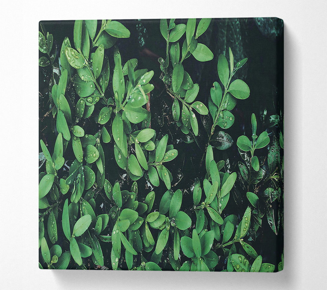  A Canvas Print of Emerald Dewdrops Canvas Print