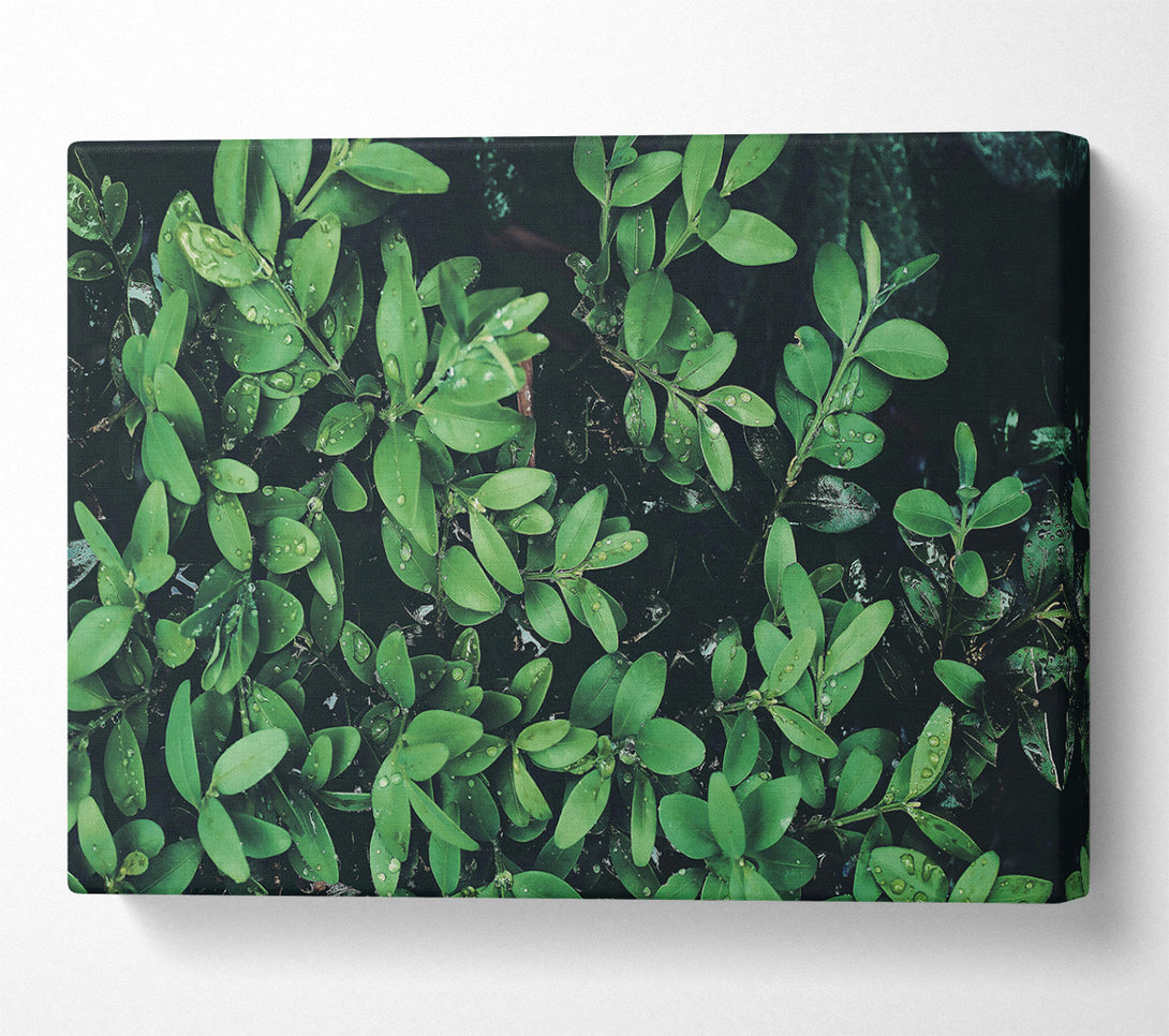  A Canvas Print of Emerald Dewdrops Canvas Print