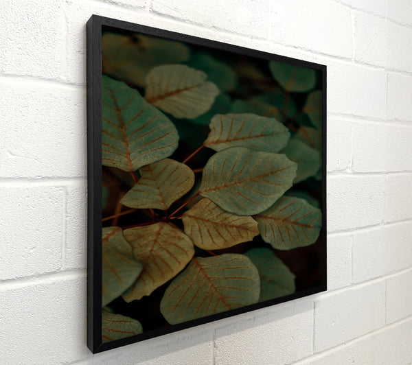 Teal Veined Leaves