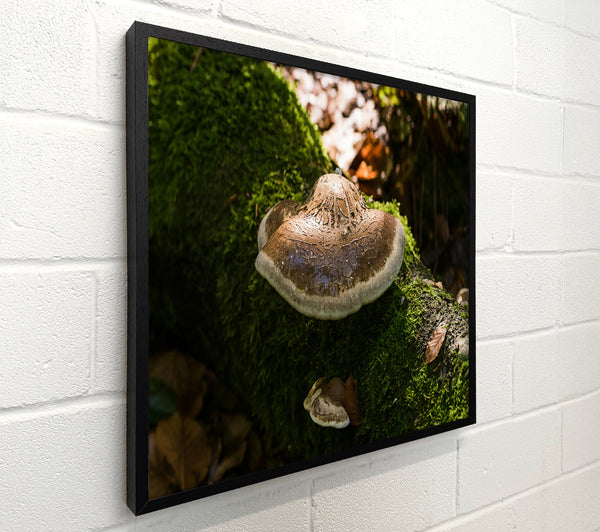 The Brown Shelf Fungus