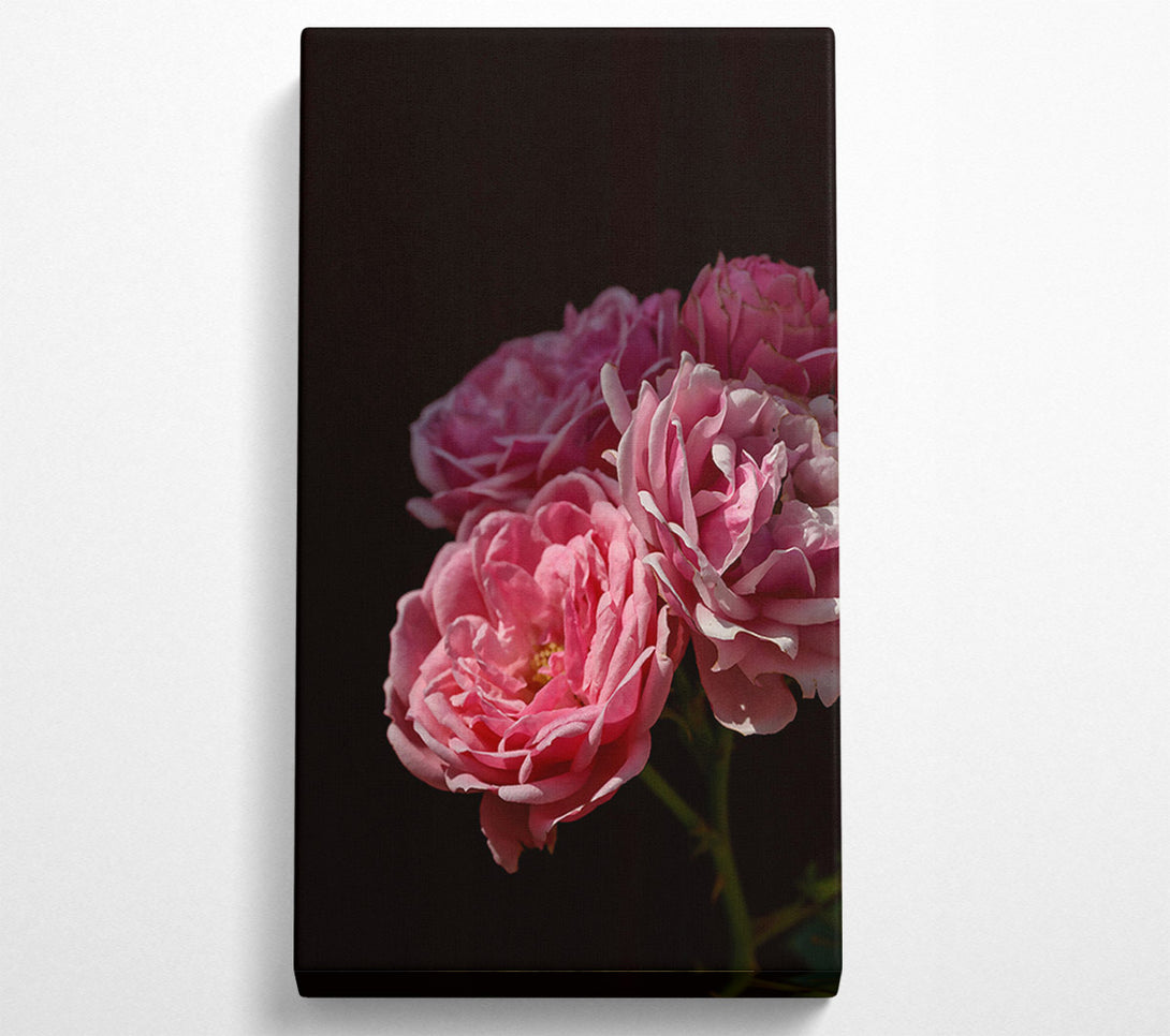  A Canvas Print of Soft Pink Blooms Canvas Wall Art