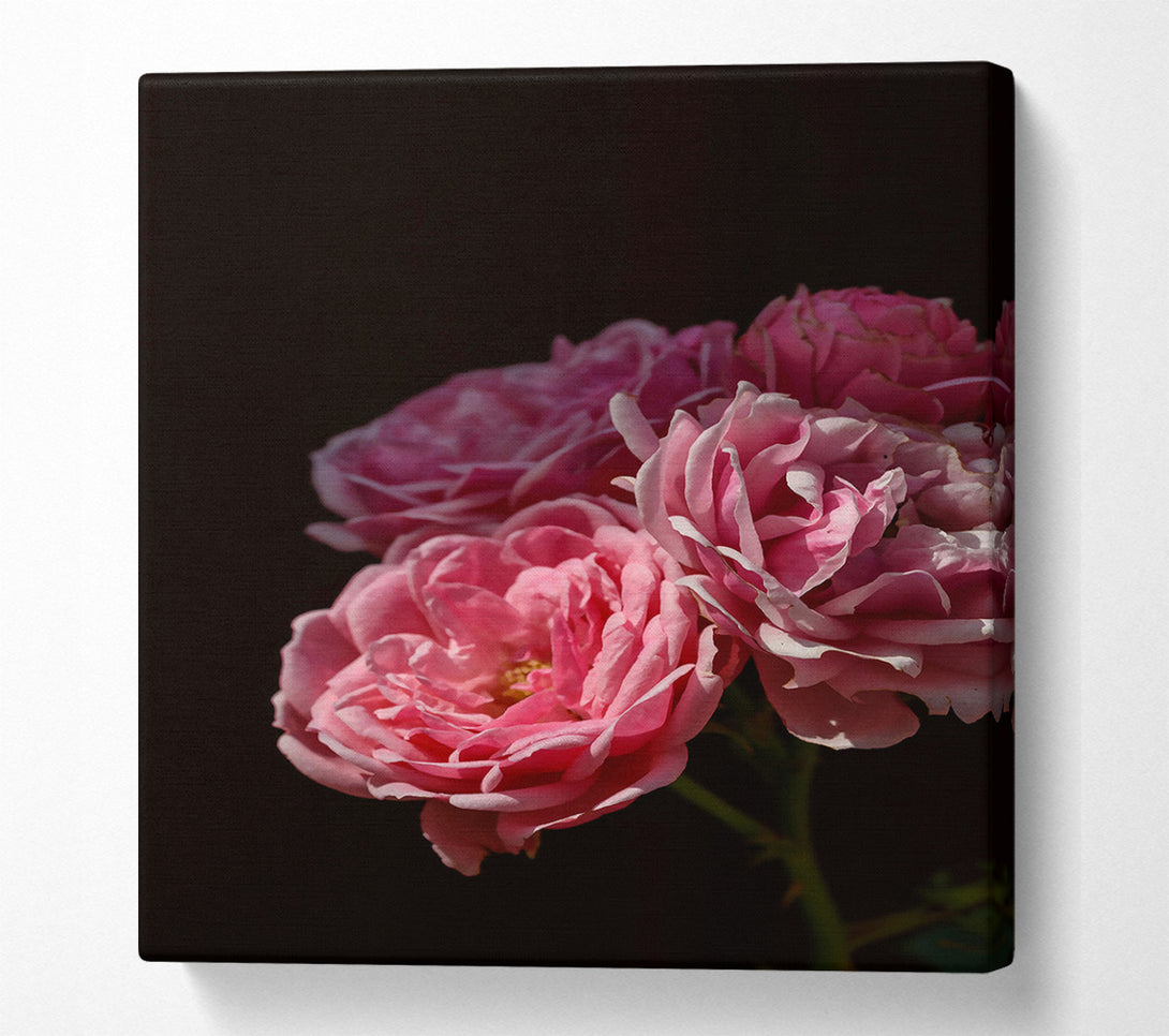  A Canvas Print of Soft Pink Blooms Canvas Wall Art