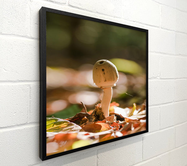 Brown Mushroom Sunbeam