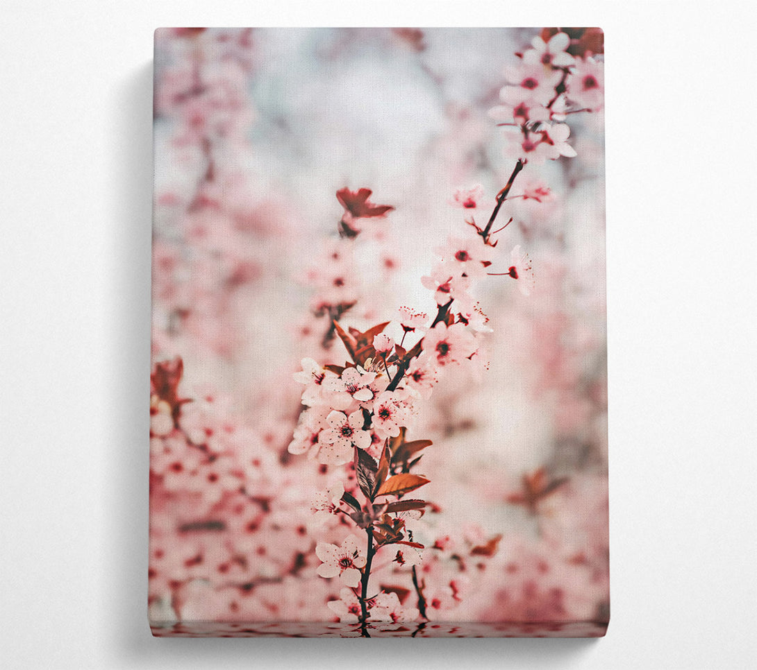  A Canvas Print of Pink Blossom Branch Canvas Print