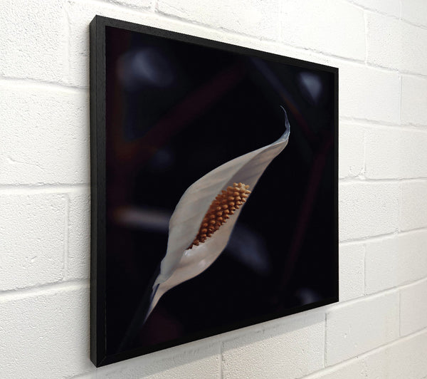 Ivory Peace Lily Bloom