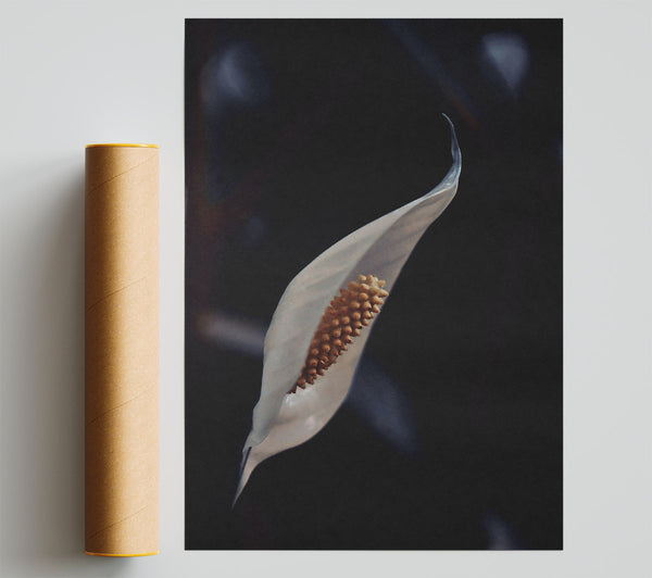 Ivory Peace Lily Bloom Giclee Print