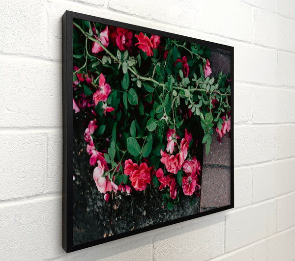 Pink Roses On Brick Path