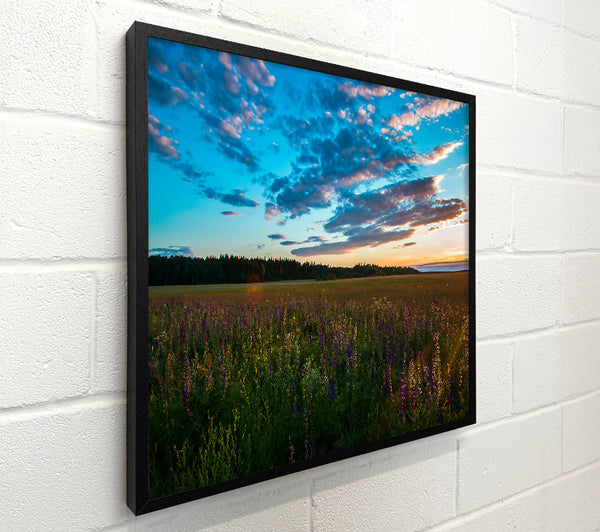 Blue Sky Sunset Field