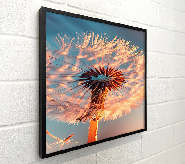 Orange Dandelion Wish