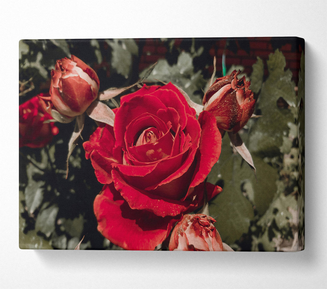  A Canvas Print of Crimson Rose Bloom Canvas Print
