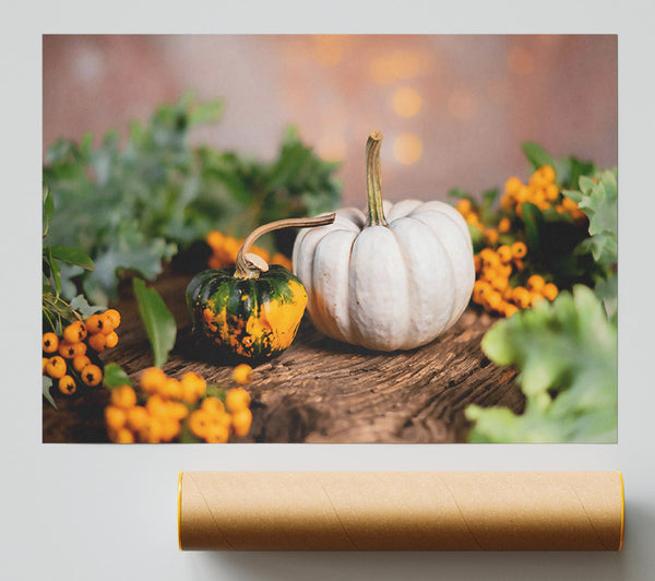White Pumpkin Still Life Poster