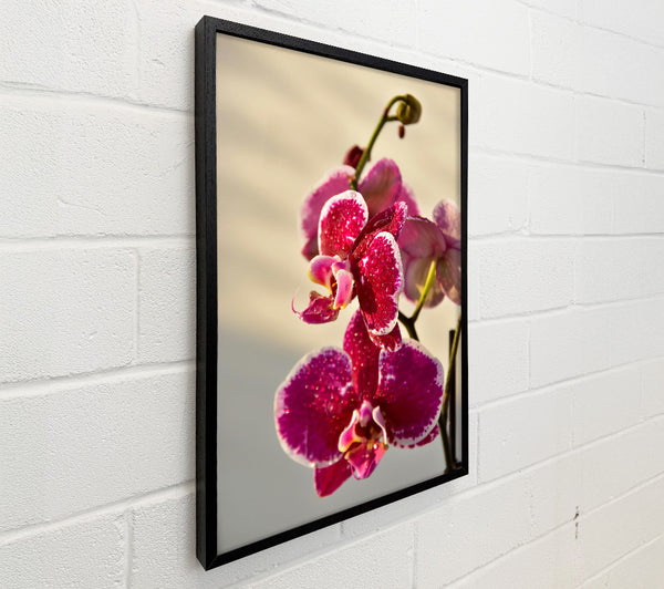 Crimson Orchid Bloom