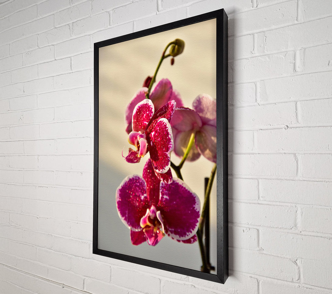  A Canvas Print of Crimson Orchid Bloom Canvas Wall Art