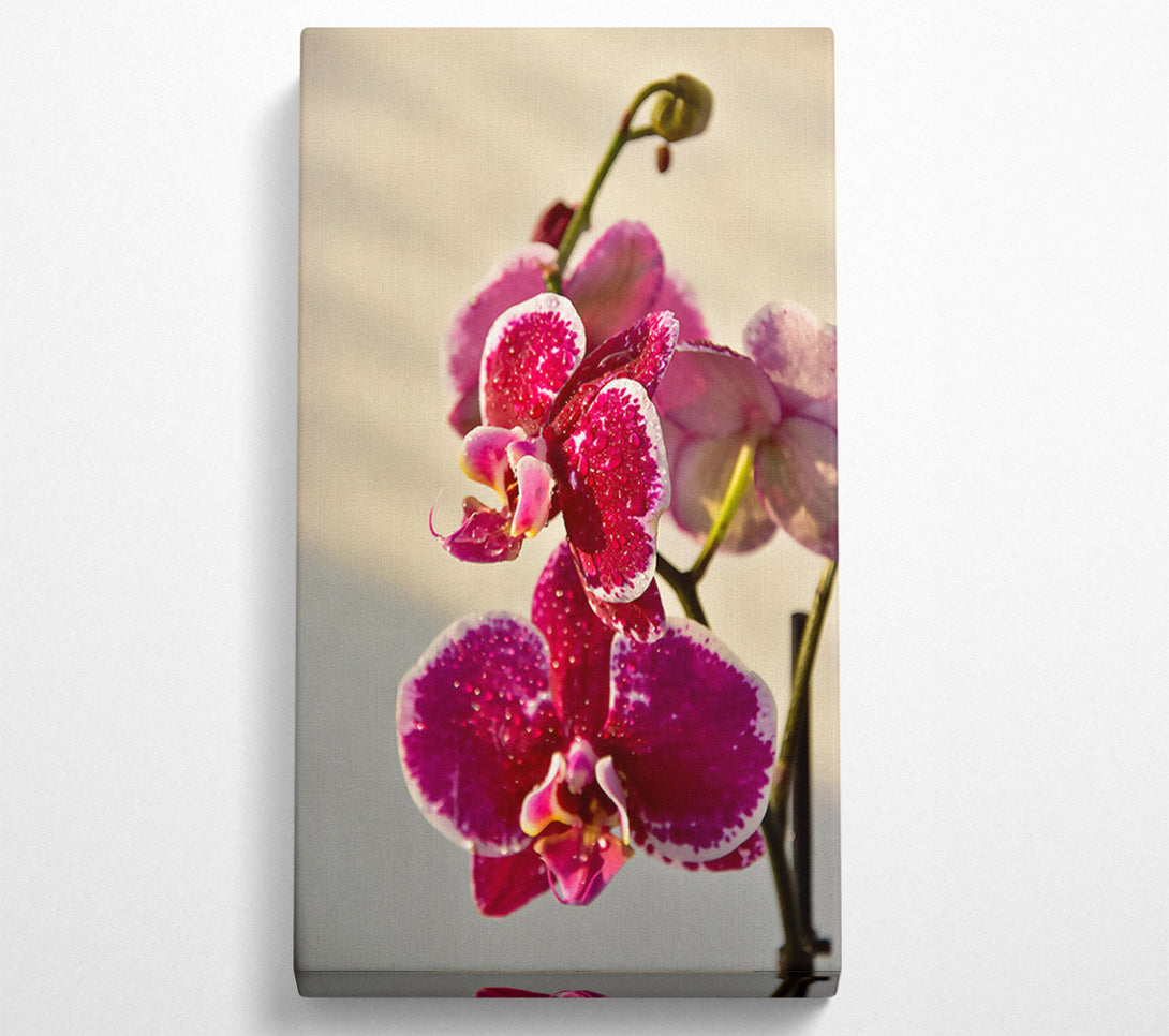  A Canvas Print of Crimson Orchid Bloom Canvas Wall Art