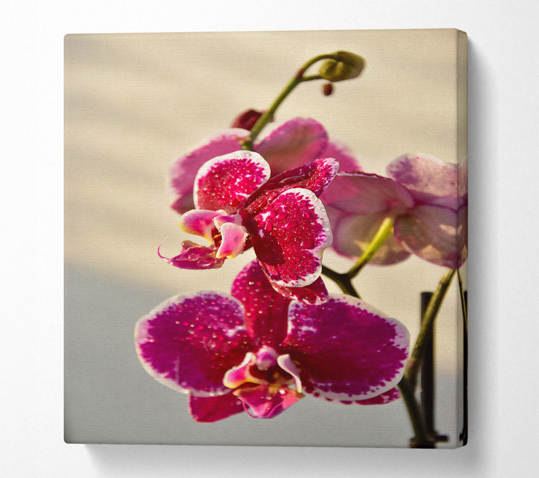  A Canvas Print of Crimson Orchid Bloom Canvas Wall Art