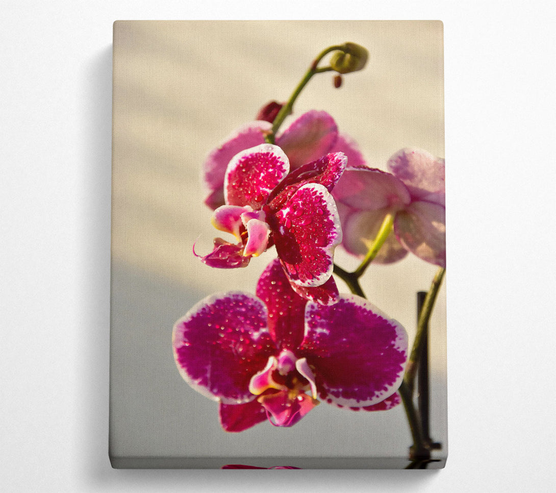  A Canvas Print of Crimson Orchid Bloom Canvas Wall Art
