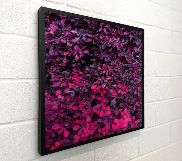 Crimson Velvet Leaves
