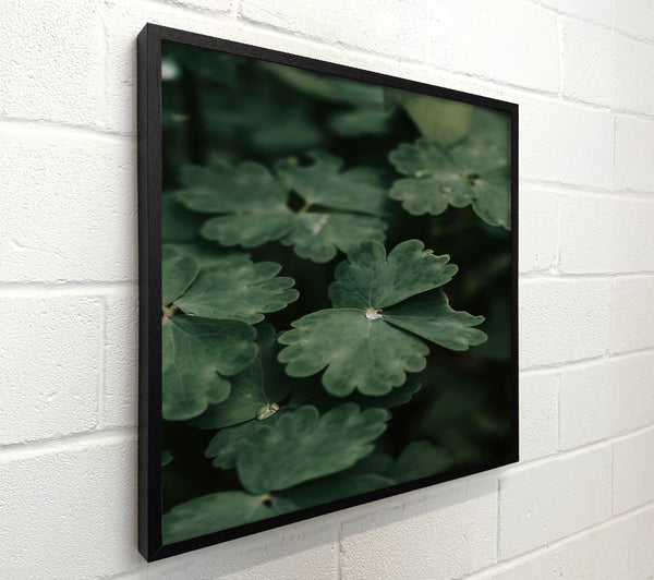 Emerald Dewdrop Leaves