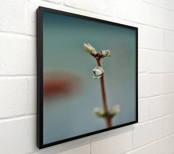 Green Budding Dreams
