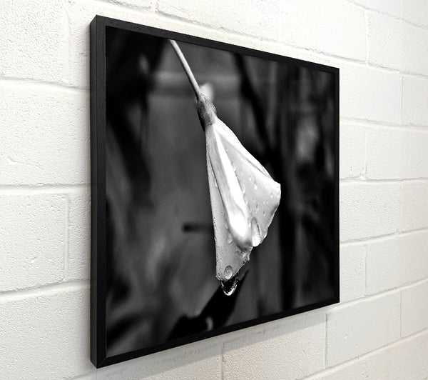 White Petal Dewdrop