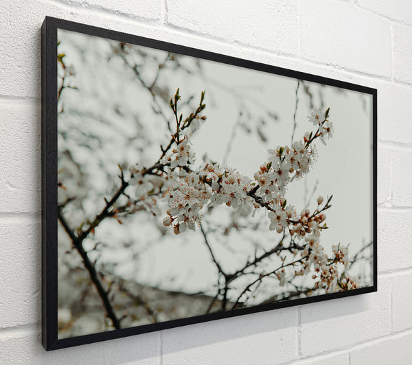 White Spring Blossoms