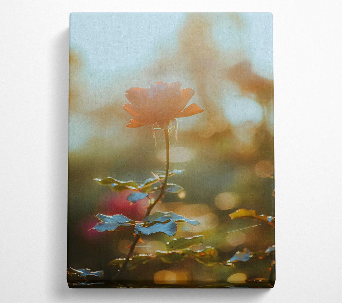  A Canvas Print of Golden Hour Bloom Canvas Print
