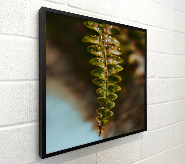 Emerald Fern Dewdrop