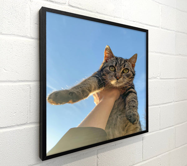 Blue Sky Tabby