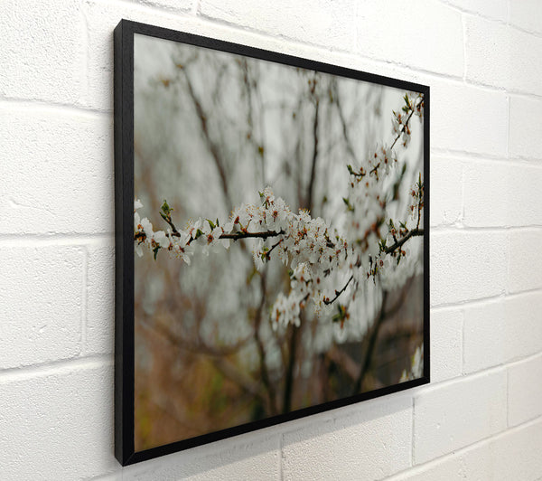 White Blooms In Spring