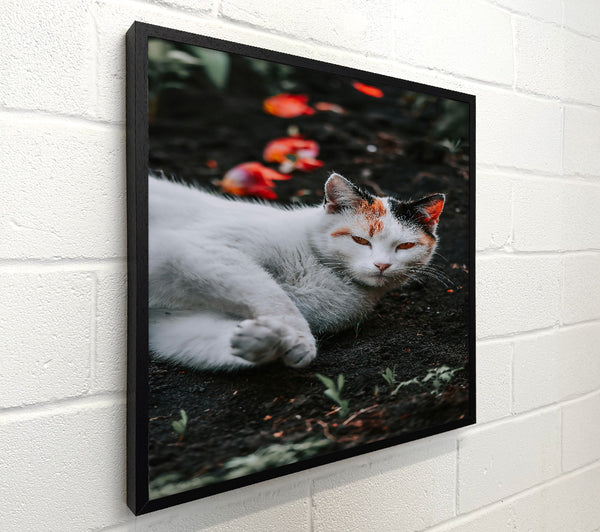 Orange Feline Dream