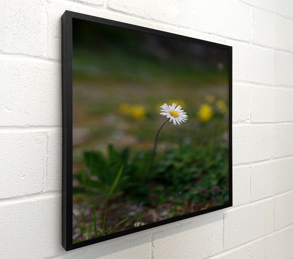 Green Meadow Daisy