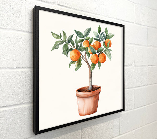 Orange Tree In Bloom