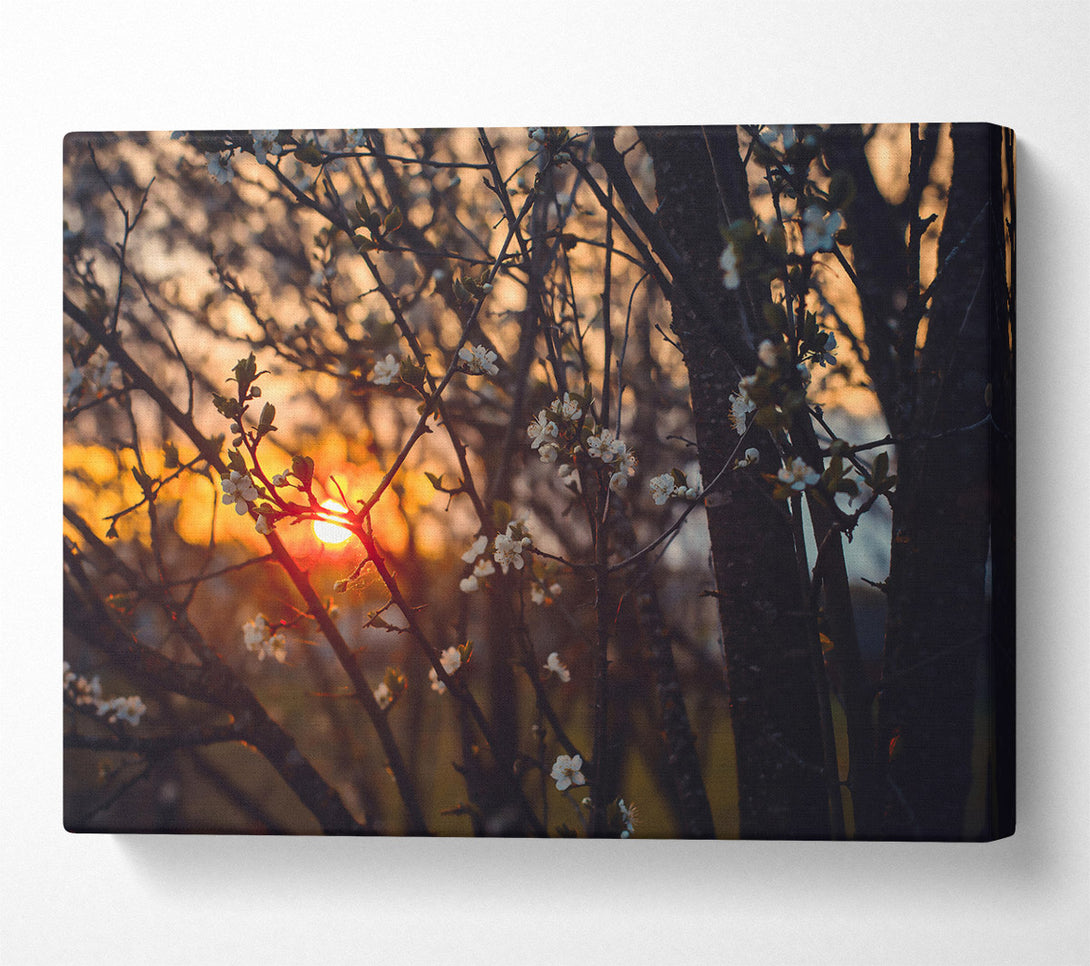  A Canvas Print of Orange Sunset Bloom Canvas Wall Art