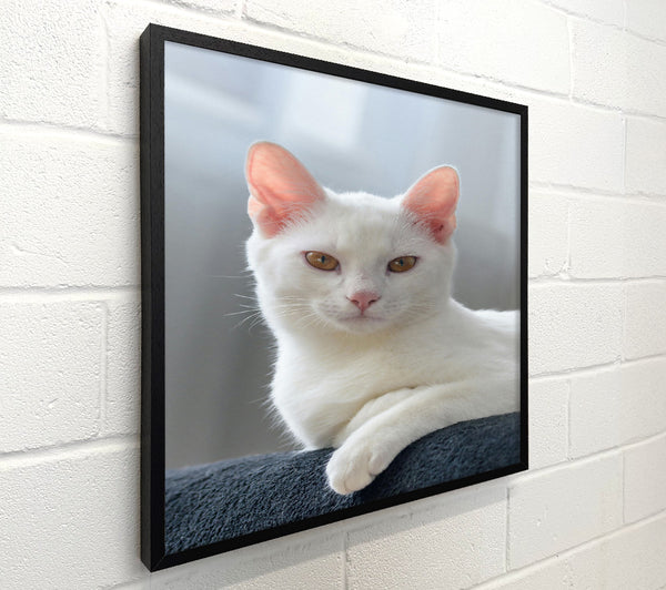 White Cat Resting