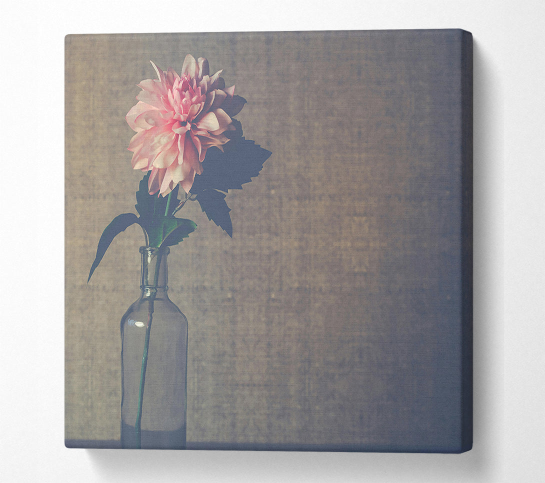  A Canvas Print of Pale Pink Bloom Canvas Art