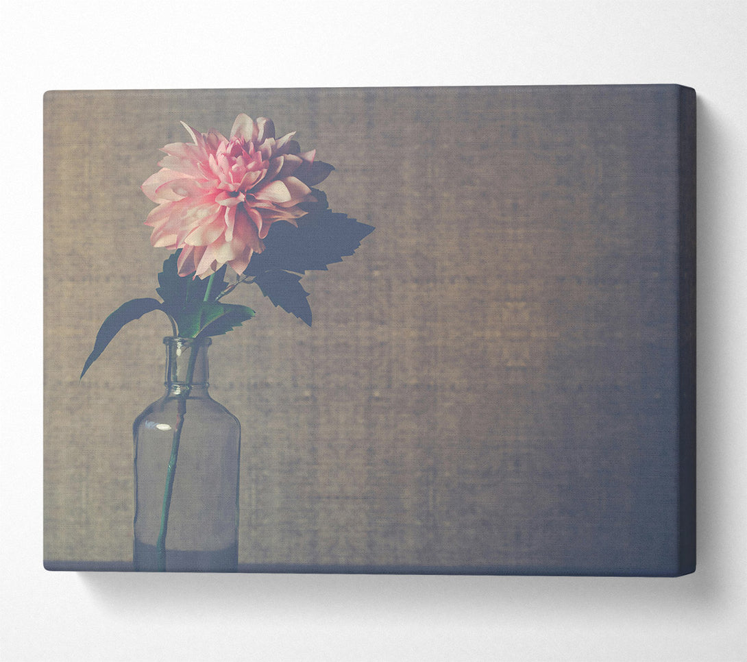 A Canvas Print of Pale Pink Bloom Canvas Art