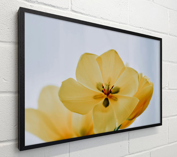 Golden Petal Bloom