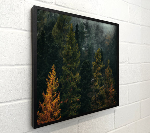 Golden Pines In Mist