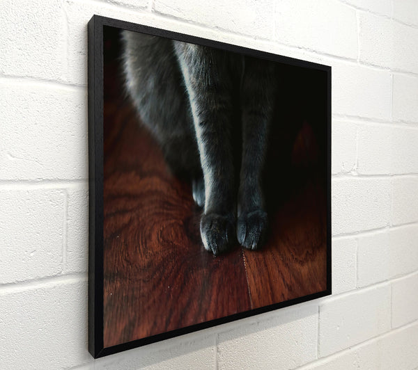 Gray Paws On Wood