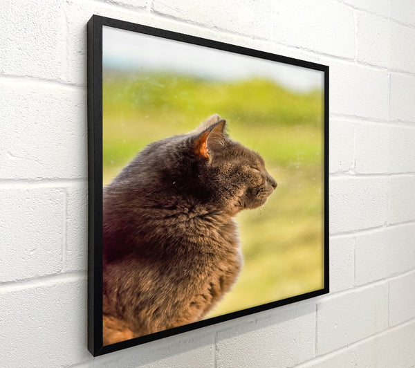 Gray Cat Dreams