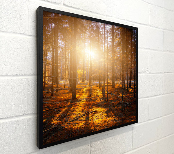 Golden Forest Sunbeams