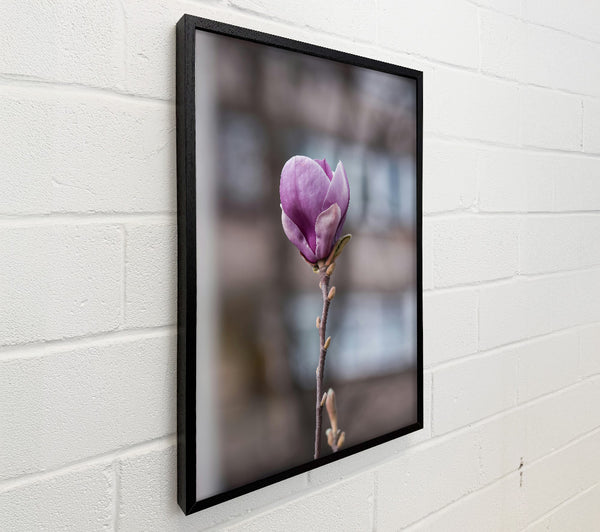 Purple Magnolia Bloom