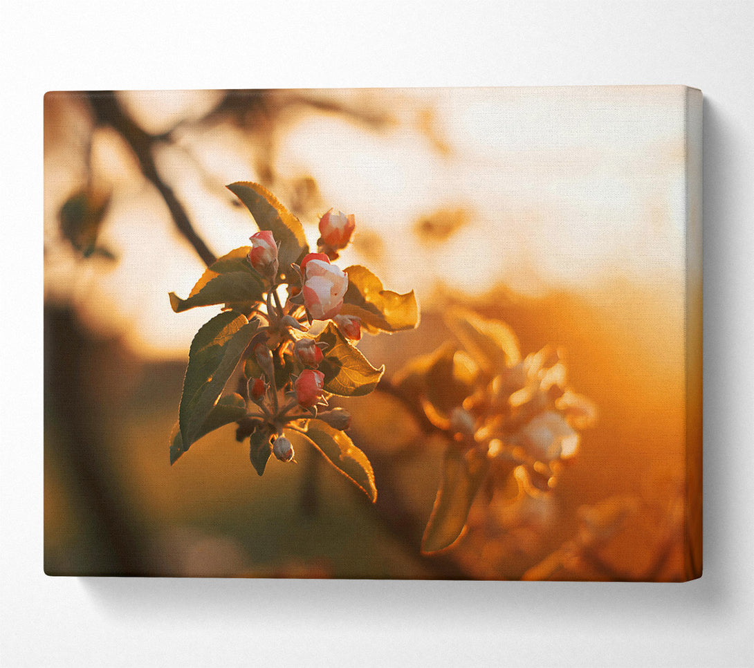  A Canvas Print of Golden Sunset Blooms Canvas Wall Art