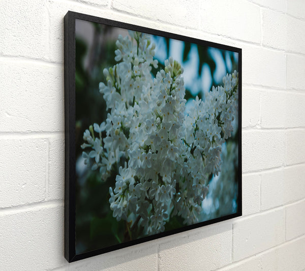 White Lilac Bloom