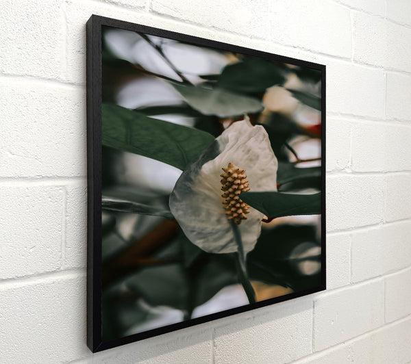 White Bloom In Shadows
