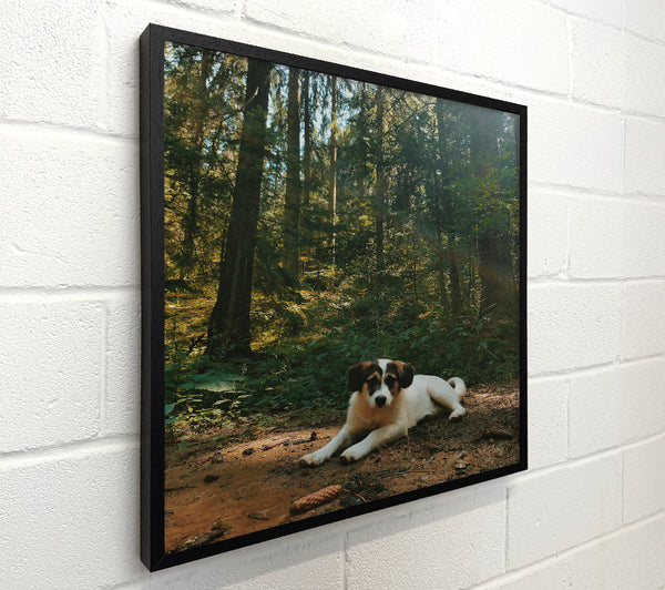 Green Forest Pup