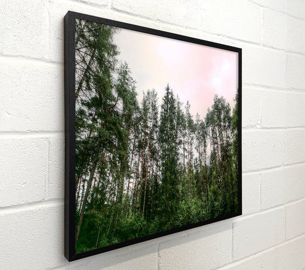 Pink Sky Pines