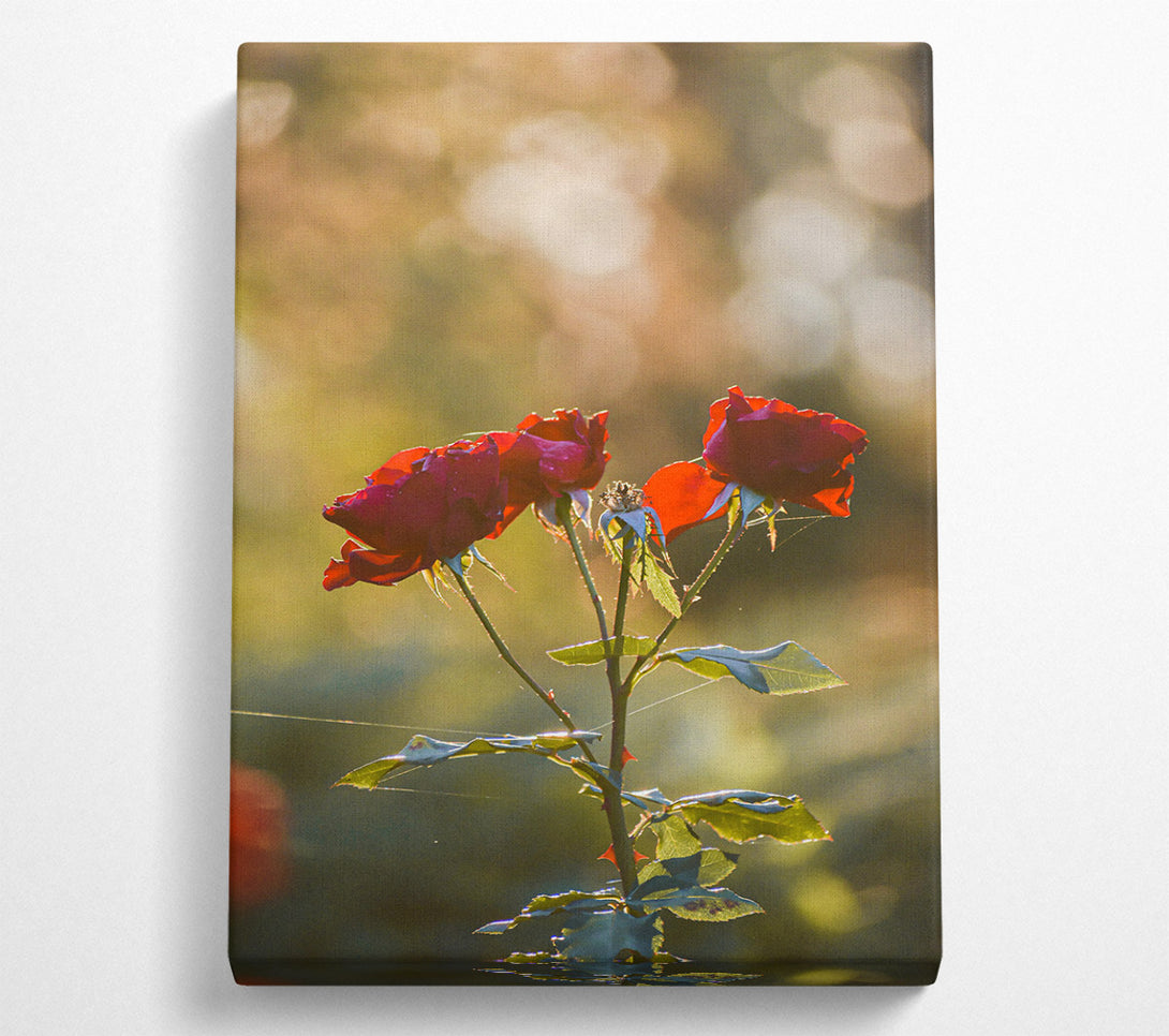  A Canvas Print of Crimson Rose Bloom Canvas Print