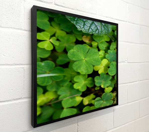 Emerald Clover Bloom
